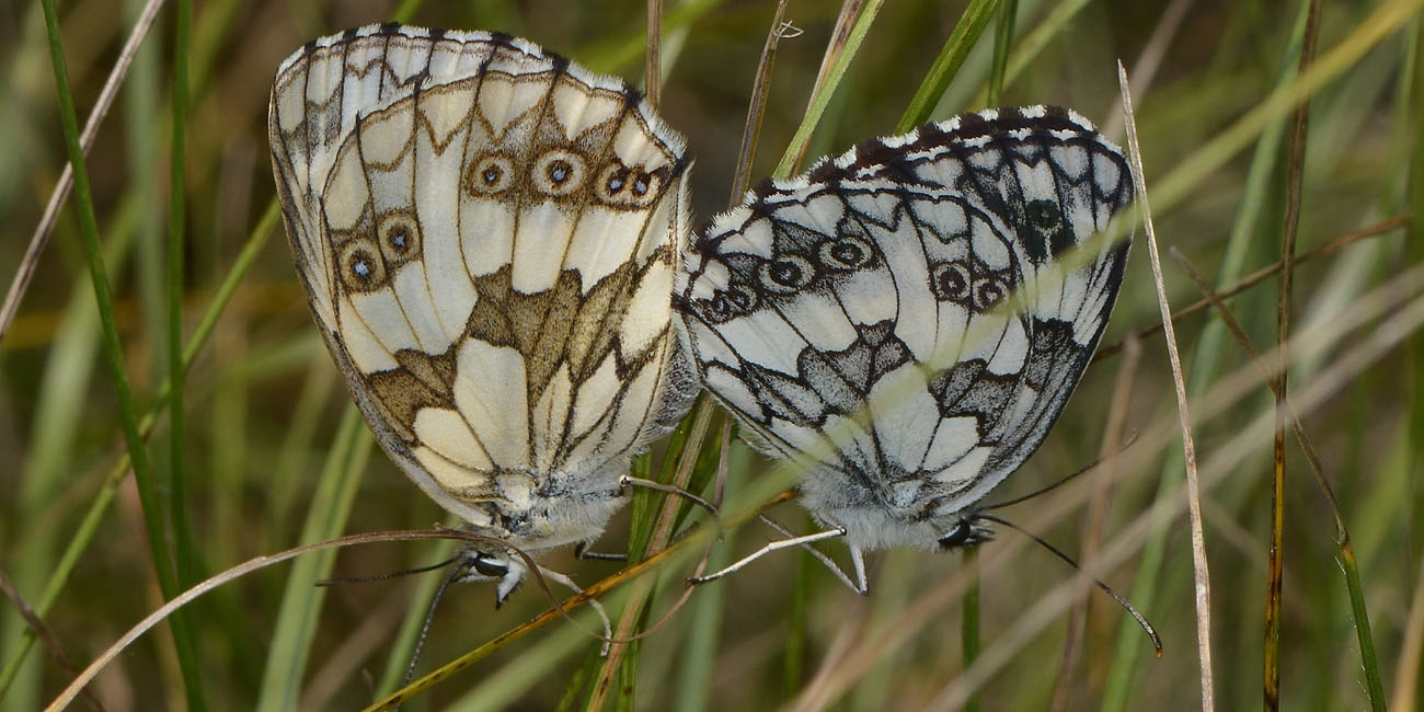 Melanargia galathea? S